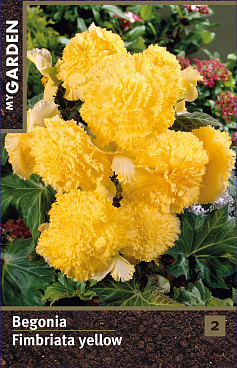 Бегония фимбриата желтая