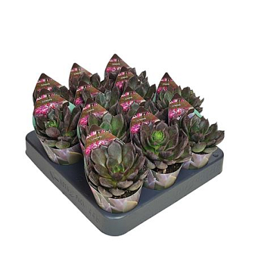 Echeveria Black Prince Potcover