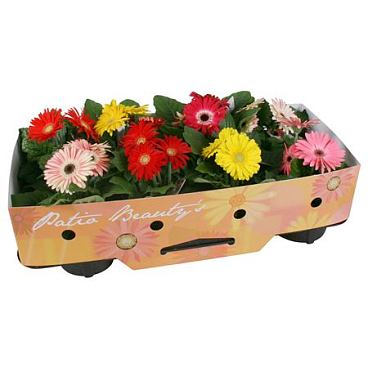 Gerbera Patio Beauty 2+