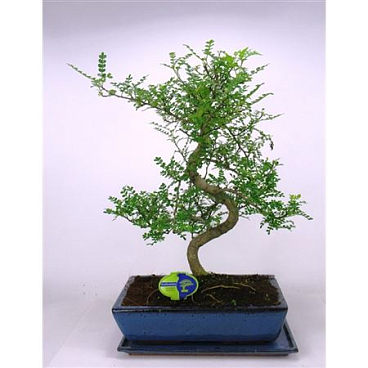 Bonsai Zanthoxylum Piperitum, 35 ., Shape, With