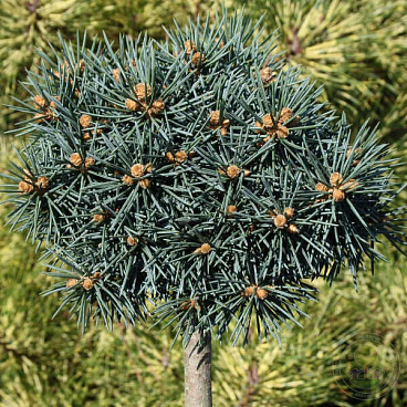 Ель колючая Брунэк штамб