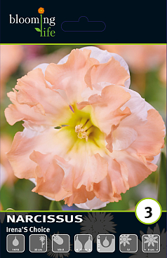 Нарцисс орхидный Иренас Чойс
