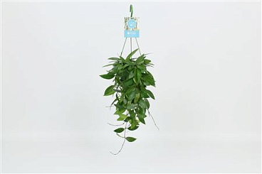 Hang On Green Hoya Memoria Gracilis