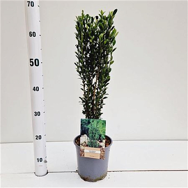 Ilex Cren Fastigiata