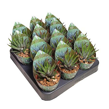 Haworthia Fasciata Potcover