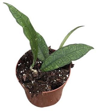 Hoya Finlaysonii Sukirin