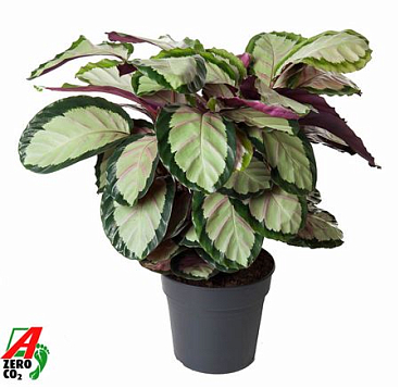 Calathea Silvia