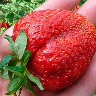 Земляника Максим