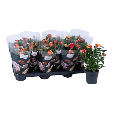 Rosa Liss St. 2-3