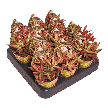 Sedum Nussbaumerianum Potcover