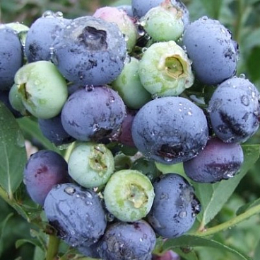 Голубика высокорослая Дарроу