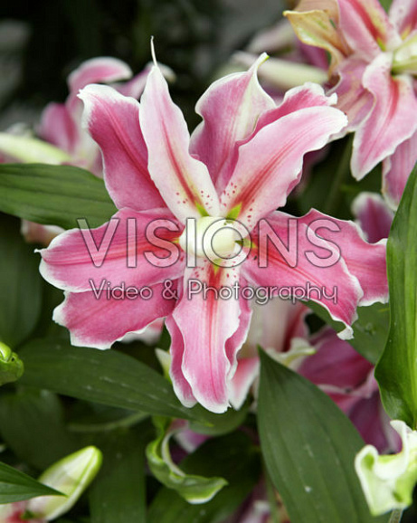 Лилия восточный махровый Дистант Драм