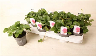 Fragaria Summer Breeze Pink