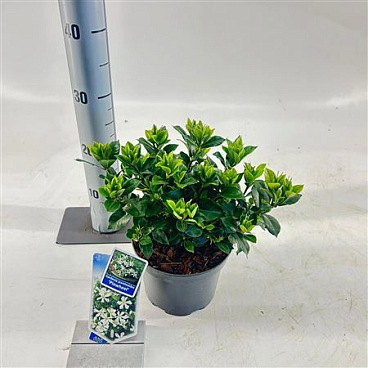 Gardenia Jasminoides Pinwheel