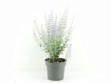 Perovskia Atriplicifloia