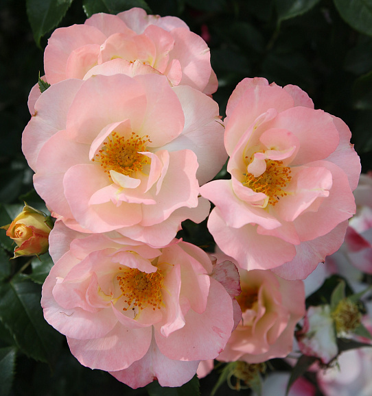 Роза флорибунда Зауберхафт