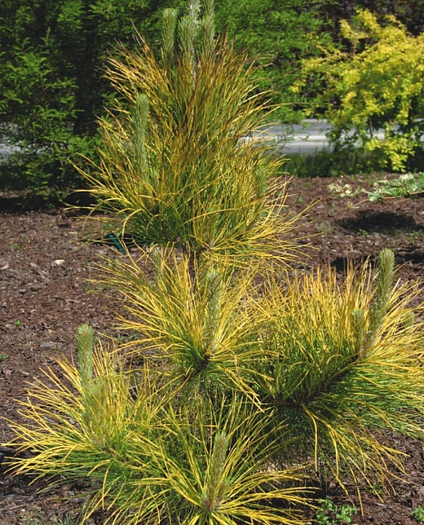 Сосна черная Голдфингерз