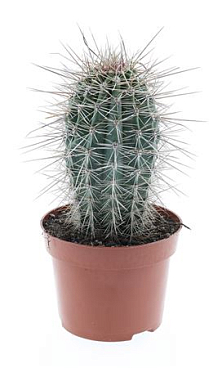 Pachycereus Pringley E