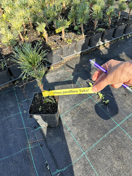 Сосна мелкоцветковая Фукай