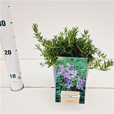 Rosmarinus Officinalis Capri