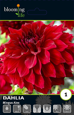 Георгина декоративная Мингус Алекс