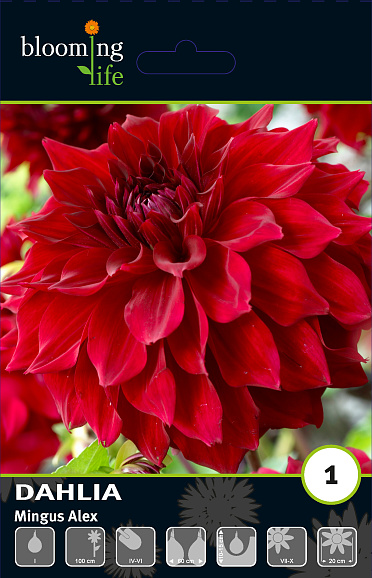 Георгина декоративная Мингус Алекс