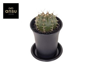 Gymno Cactus'wheel