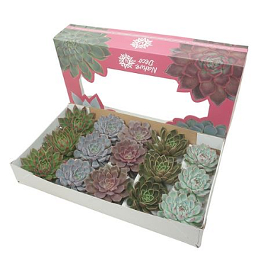 Cut Echeveria Mix 11-12cm