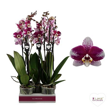Phal 3st Barcelona 20+ (leveo)