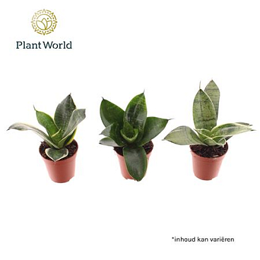 Sansevieria Tiny Sanny Mix (decorum)
