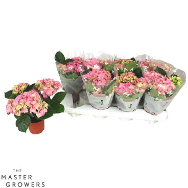 Hydrangea Ma Pink 3+