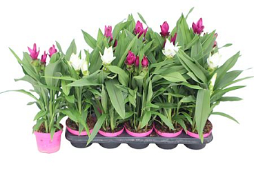 Curcuma Mix 2+