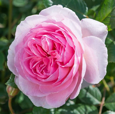 Роза парковая Зе Эйншент Маринер