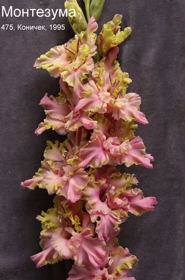 Гладиолус крупноцветковый Монтезума