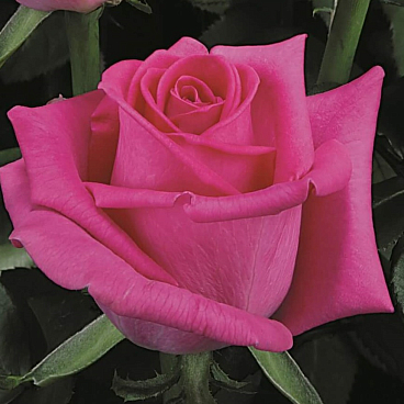 Роза чайно-гибридная Топаз