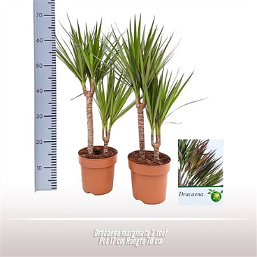 Drac Marginata 20-15