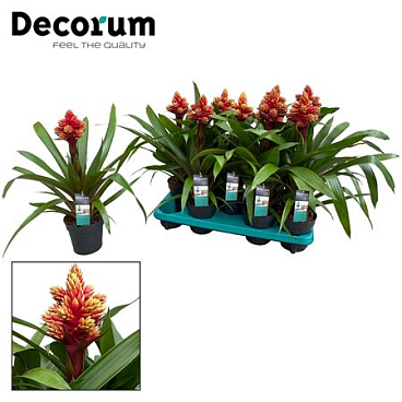 Guzmania Brush (decorum)