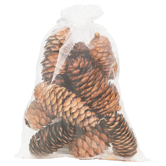 Рододендрон гибридный Доктор Х.с. Дресселхайс