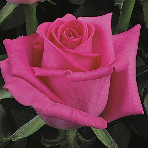 Роза чайно-гибридная Топаз