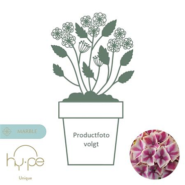 Hydrangea Ma Diva Pink 7+ (hy-pe)