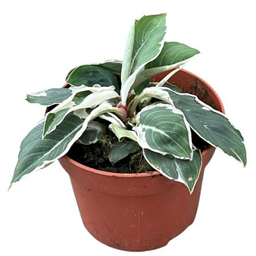 Homalomena Wallisii Camouflage Variegata