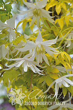Клематис альпийский Люминоус Сноу