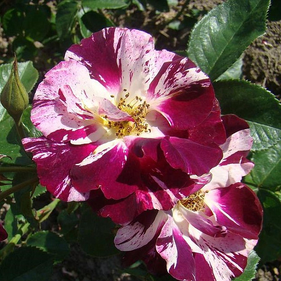 Роза плетистая Пёрпл Сплэш