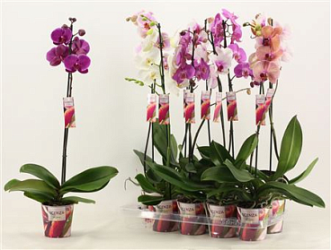 Phal 1st Mix 9+ Xxl Scenza (duijn-hove)
