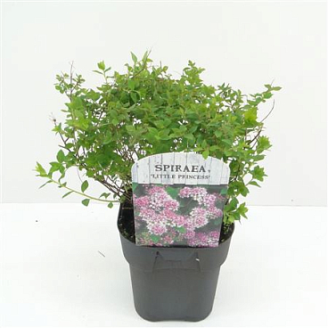 Spiraea Jap Little Princess