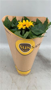 Helianthus Sunsation 1pp Paper Sleeve