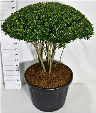 Ilex Cren Blondie