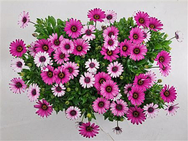Osteospermum Linda