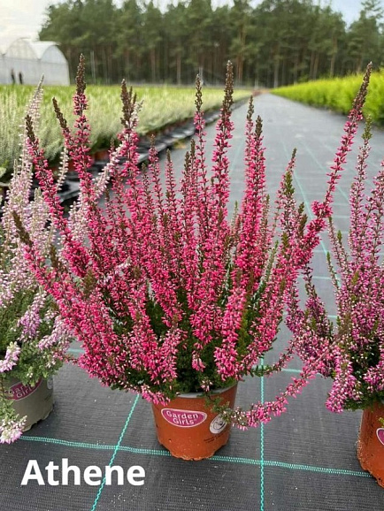 Каллуна обыкновенная Афина