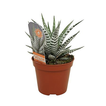 Haworthia Fasciata Alba